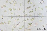 Suillus bovinus image