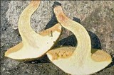 Suillus bovinus image
