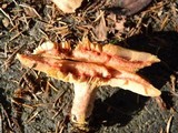 Lactarius rubrilacteus image