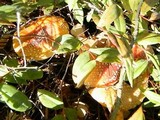 Amanita muscaria var. flavivolvata image