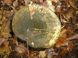 Lactarius atroviridis image