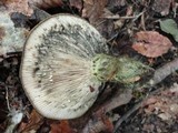 Lactarius atroviridis image