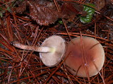 Pholiota velaglutinosa image