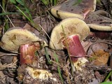Boletus zelleri image