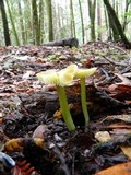 Hygrocybe virescens image