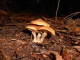 Suillus salmonicolor image