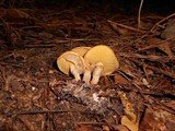 Suillus salmonicolor image