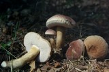 Tylopilus rubrobrunneus image
