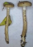 Hygrophorus olivaceoalbus image