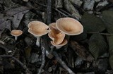 Clitocybe gibba image