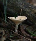 Clitocybe gibba image