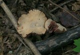 Laccaria ochropurpurea image