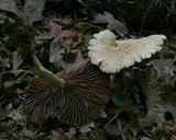 Laccaria ochropurpurea image