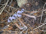 Phaeocollybia fallax image