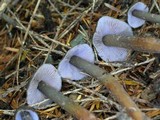 Phaeocollybia fallax image