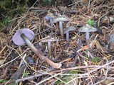 Phaeocollybia fallax image