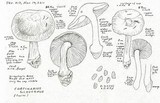 Cortinarius glaucopus image