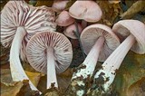 Mycena rosea image