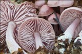 Mycena rosea image