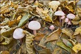 Mycena rosea image