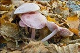Mycena rosea image