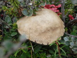 Leccinum rotundifoliae image