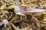 Mycena rosea image
