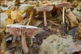 Mycena rosea image