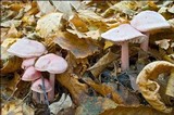 Mycena rosea image