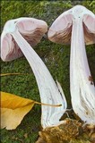 Mycena rosea image