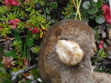 Leccinum rotundifoliae image