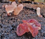 Ascocoryne sarcoides image