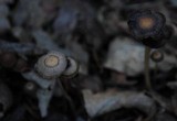 Psathyrella corrugis image