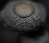 Psathyrella corrugis image