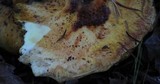 Suillus ponderosus image
