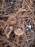 Entoloma vernum image