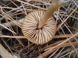 Entoloma vernum image