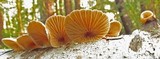 Tectella patellaris image