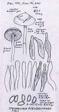 Stropharia pseudocyanea image