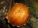 Hemistropharia albocrenulata image