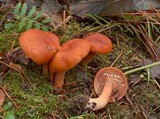 Lactarius luculentus image