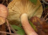 Tricholomopsis rutilans image