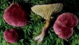 Boletus paluster image