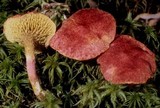 Boletus paluster image