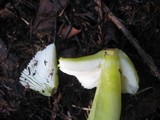 Hygrocybe virescens image