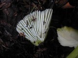 Hygrocybe virescens image