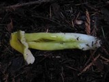 Hygrocybe virescens image
