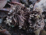 Thelephora palmata image