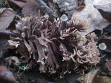 Thelephora palmata image