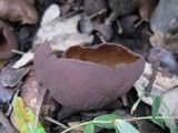 Otidea mirabilis image